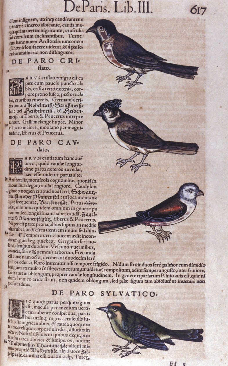 Passereaux 在动物史上 作者 Conrad Gesner (1516 - 1565)，苏黎世 作者 未知艺术家