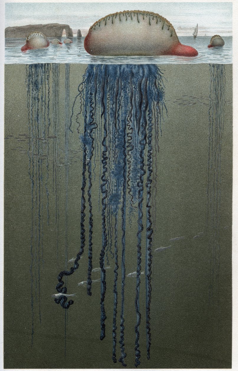 牡蛎（Physalia pelagica）--来自阿尔弗雷德-埃德蒙-布雷姆（1829-1884）的《布雷姆的动物生活》的雕刻品 作者 未知艺术家
