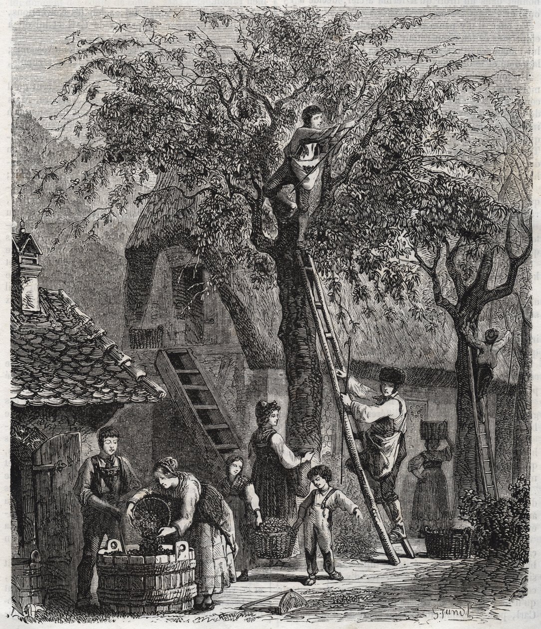 采摘樱桃--采摘樱桃--1860年的雕版画---。 作者 未知艺术家