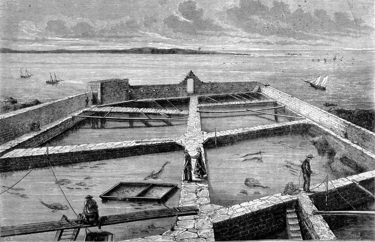 在孔卡尔诺养鱼。 1860 年的雕刻。 作者 未知艺术家
