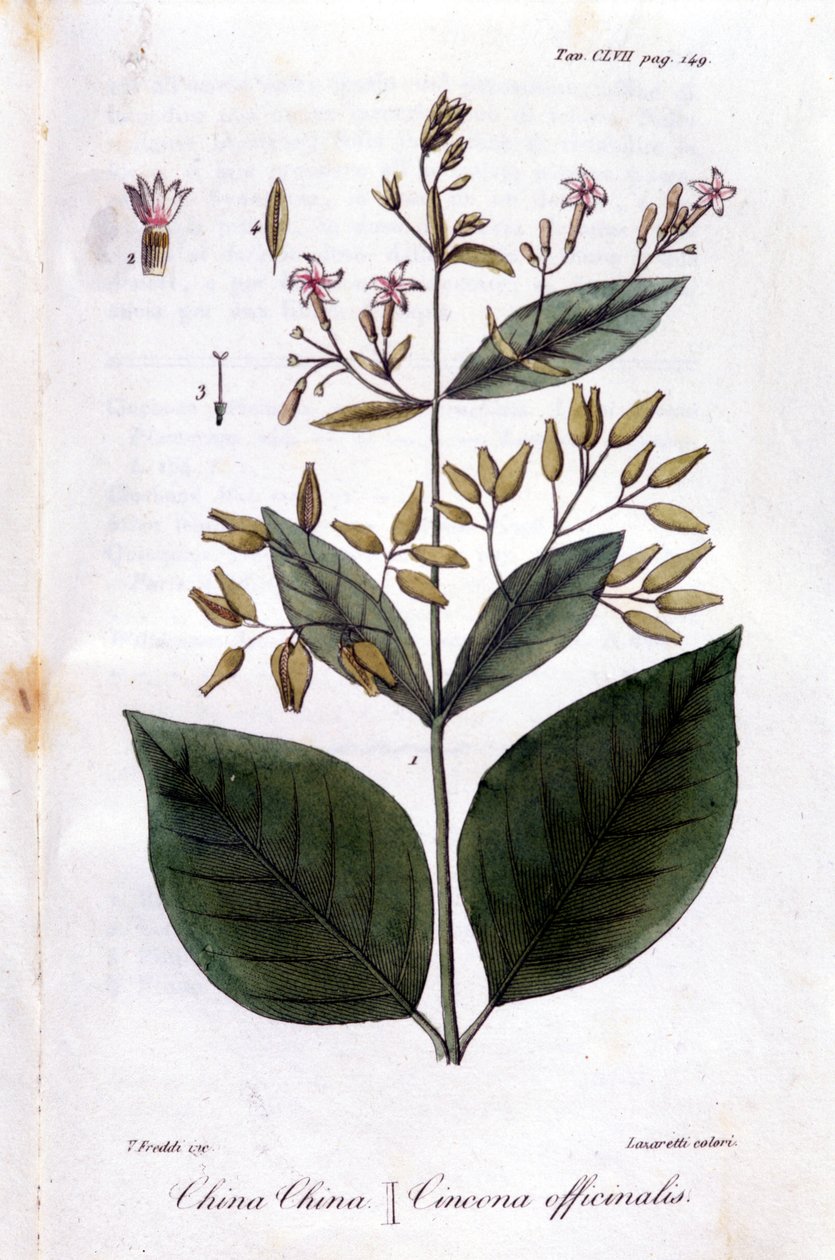 金鸡纳 (Cinchona Officinalis) 盘。 作者 未知艺术家