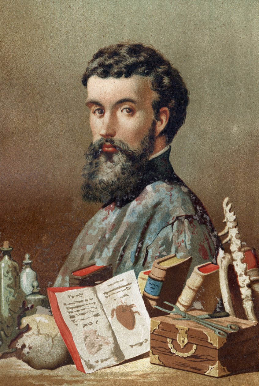 安德烈-韦塞尔（1514-1564）的肖像，荷兰解剖学家（拉丁语：Andrea Vesalius，荷兰语：Andries Van Wesel），摘自路易斯-菲格尔的《La Ciencia y sus Hombres》。巴塞罗那1881年。 作者 未知艺术家