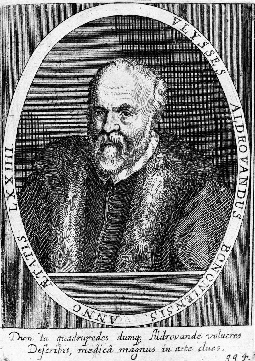 Ulisse Aldrovandi 的肖像（1522 - 1605？）。 作者 未知艺术家