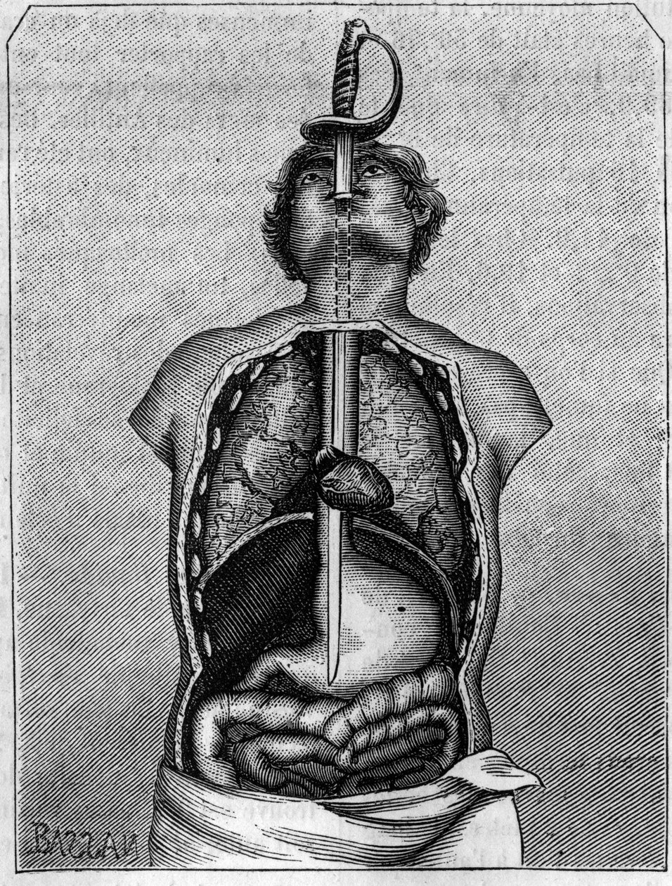 燕子身体里的刀片所占据的位置。1883年7月21日的《自然：科学与艺术和工业应用杂志》中的雕刻。 作者 未知艺术家