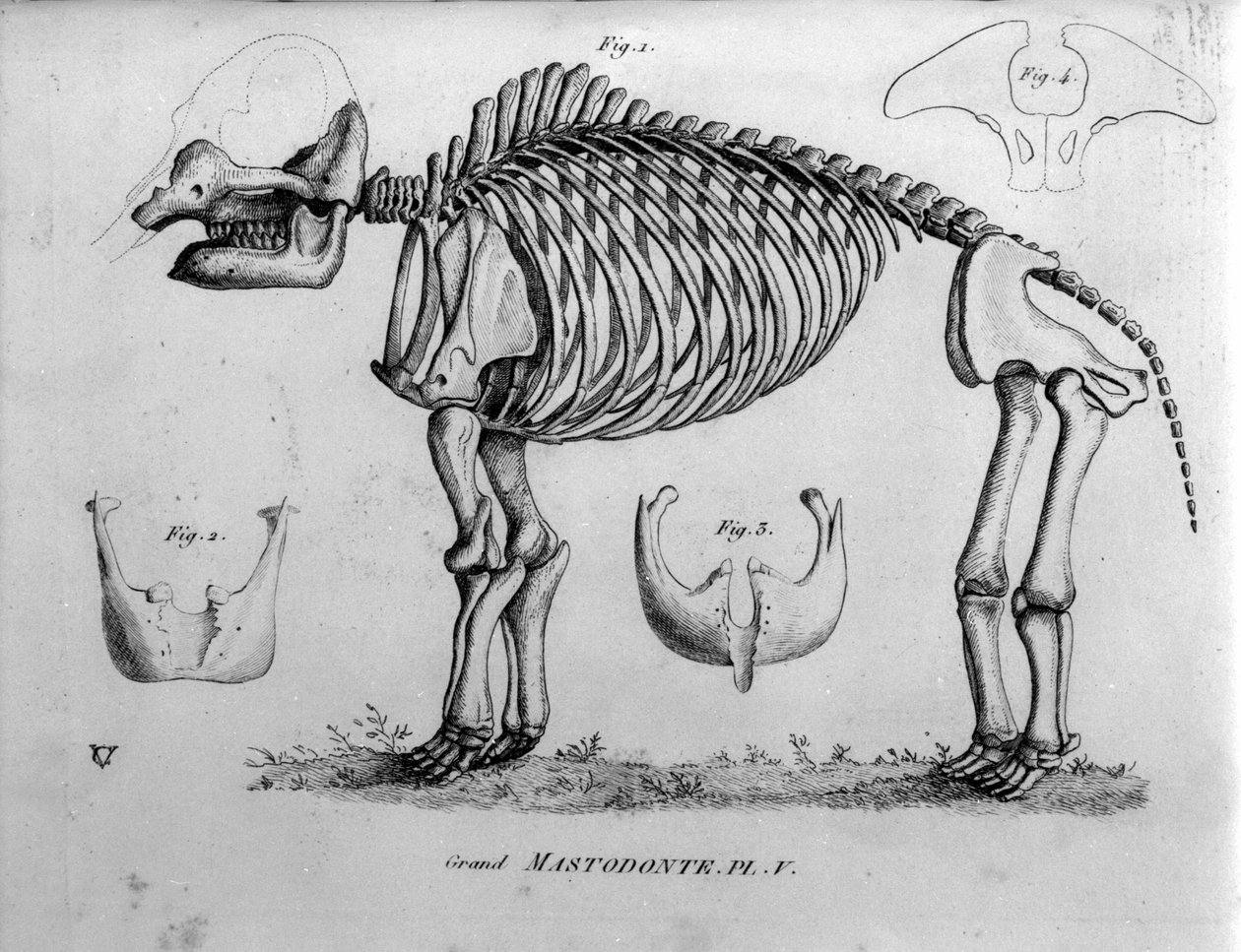 史前：乳齿兽骨骼，哺乳动物化石（Mas gigantium）。 19 世纪古生物学委员会。 作者 未知艺术家