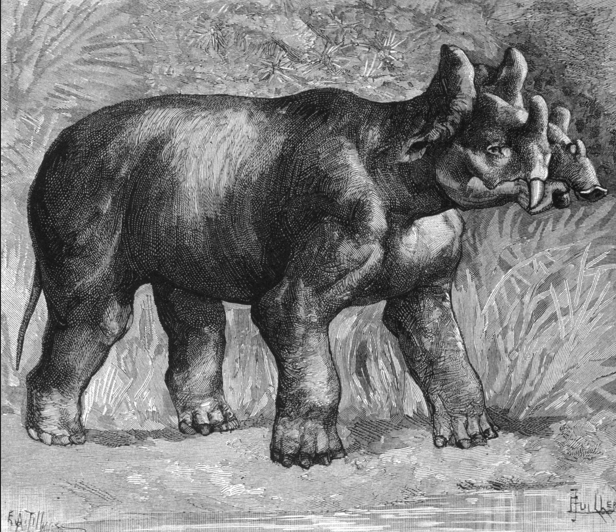 史前：Mirabile dinoceras的代表，一种微弱的犀牛物种。19世纪末的雕版画 作者 未知艺术家
