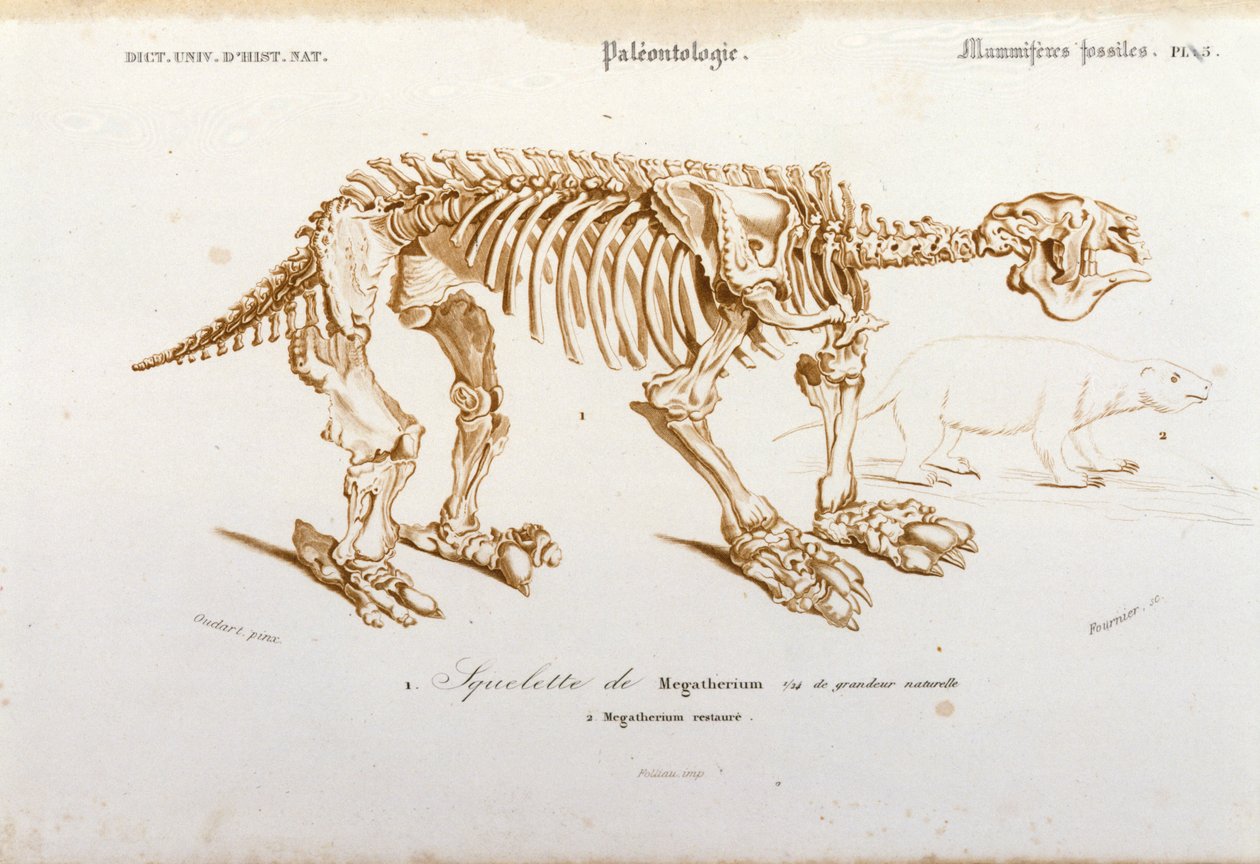 史前史：megatherium（大象家族的陆地懒惰者）化石哺乳动物的骨架。 Charles D