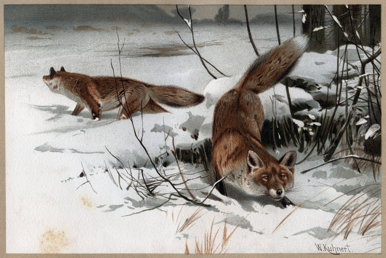 红狐狸--红狐狸（Vulpes vulpes）--来自阿尔弗雷德-埃德蒙-布雷姆（1829-1884）的《布雷姆的动物生活》的版画。 作者 未知艺术家