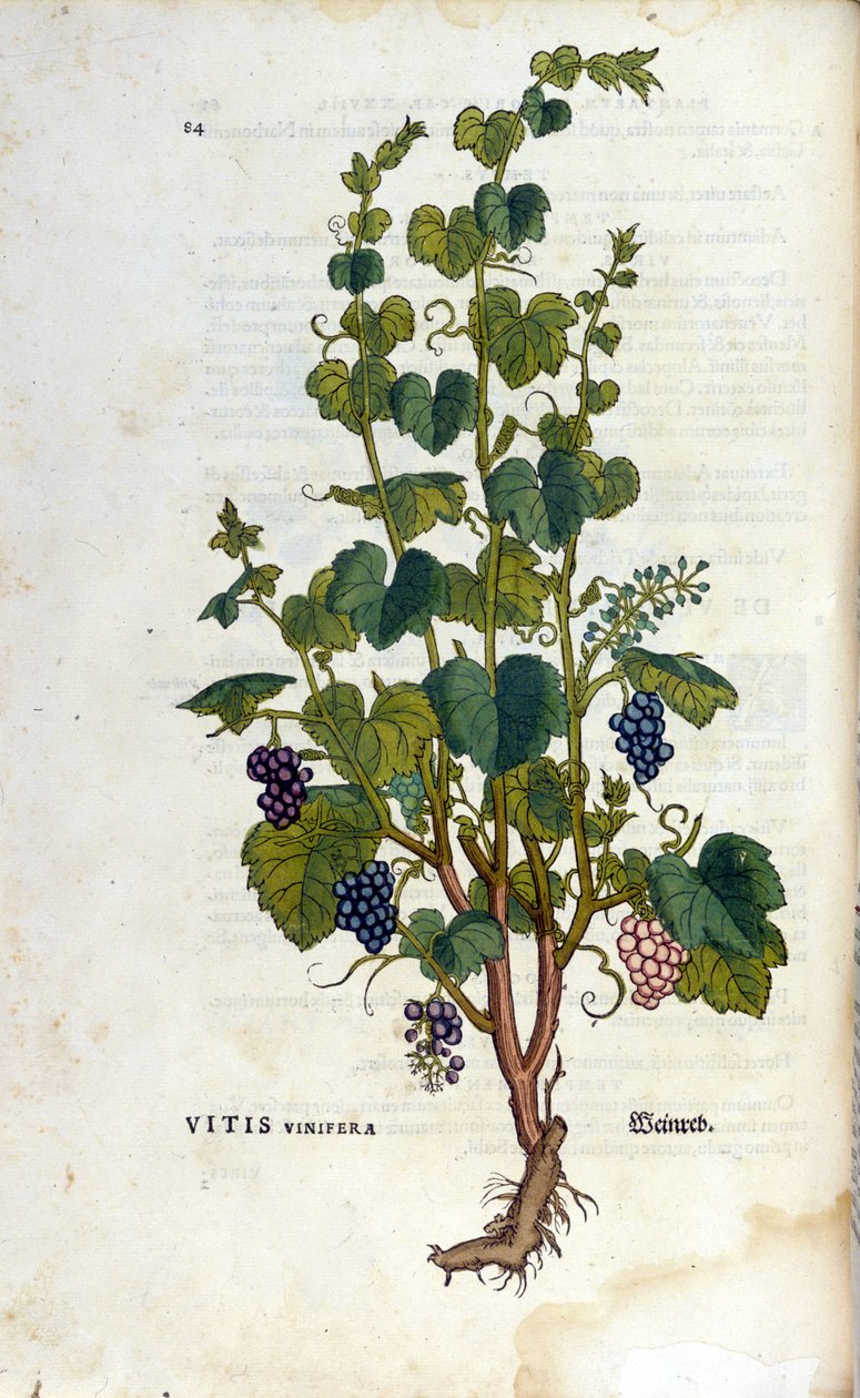 红色的藤蔓。 19 世纪植物标本馆。 作者 未知艺术家