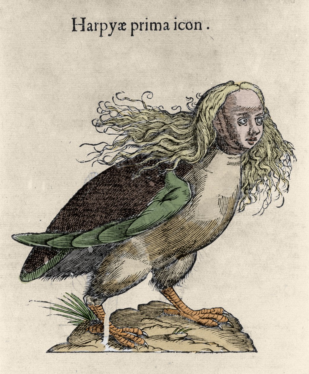 Ulisse Aldrovandi (1522-1605), "" Monster History "," Bologna 1642 作者 未知艺术家