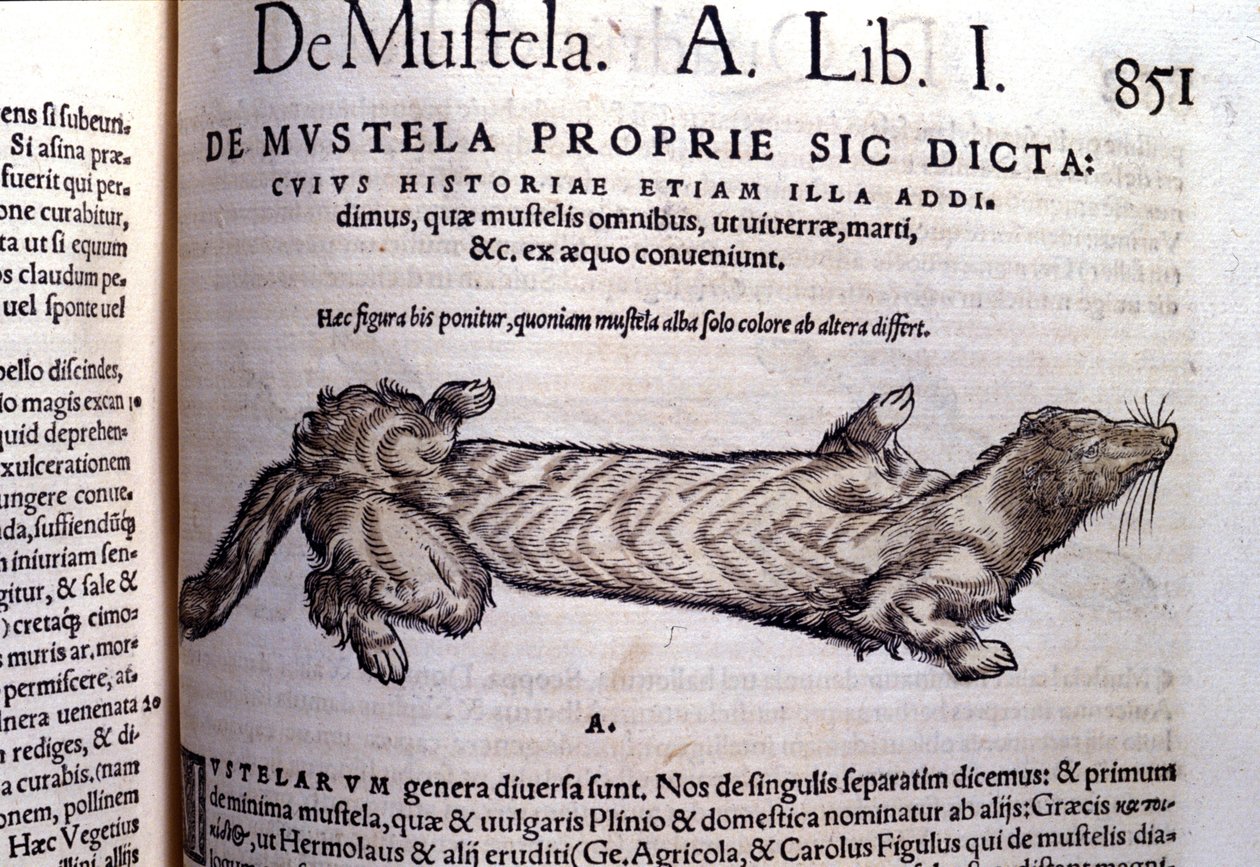 与黄鼠狼相关的 mustella（mustelids 家族）的表示 - 在 Historia Animalium by Conrad Gesner (1516 - 1565), Tiguri 作者 未知艺术家