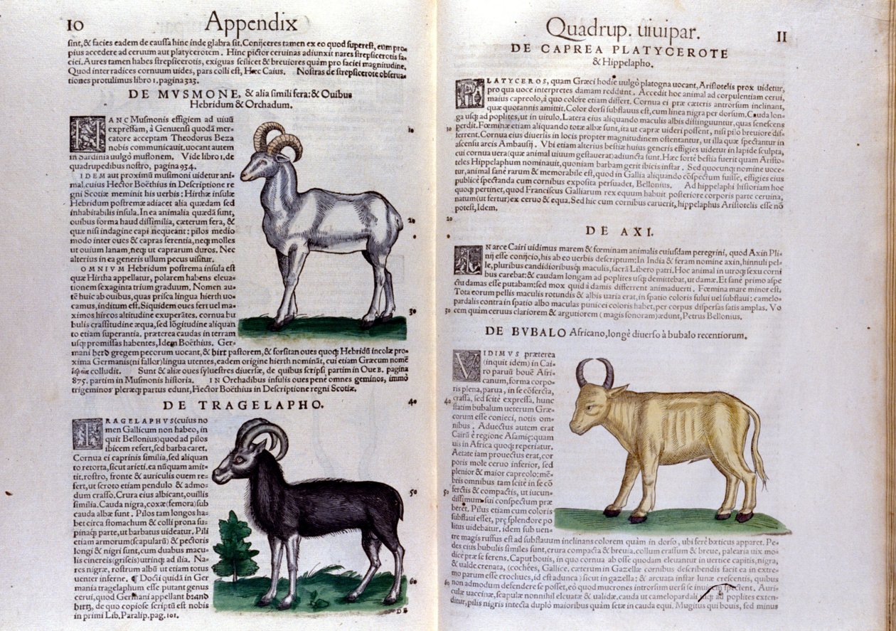 绵羊、水牛的表现…… - 在动物史中 作者 Conrad Gesner (1516 - 1565), Zurich 作者 未知艺术家