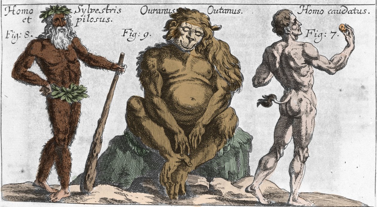 Representations of various monstrous creatures: a man of the forest or hairy, an orang outan monkey (orang-utan, orang outang, orang-utang) and a man with a tail. Plate from “” Mundi Mirabilis Oeconomia”” by Johamm Zahn, sd. 1696. Milanese . 作者 未知艺术家