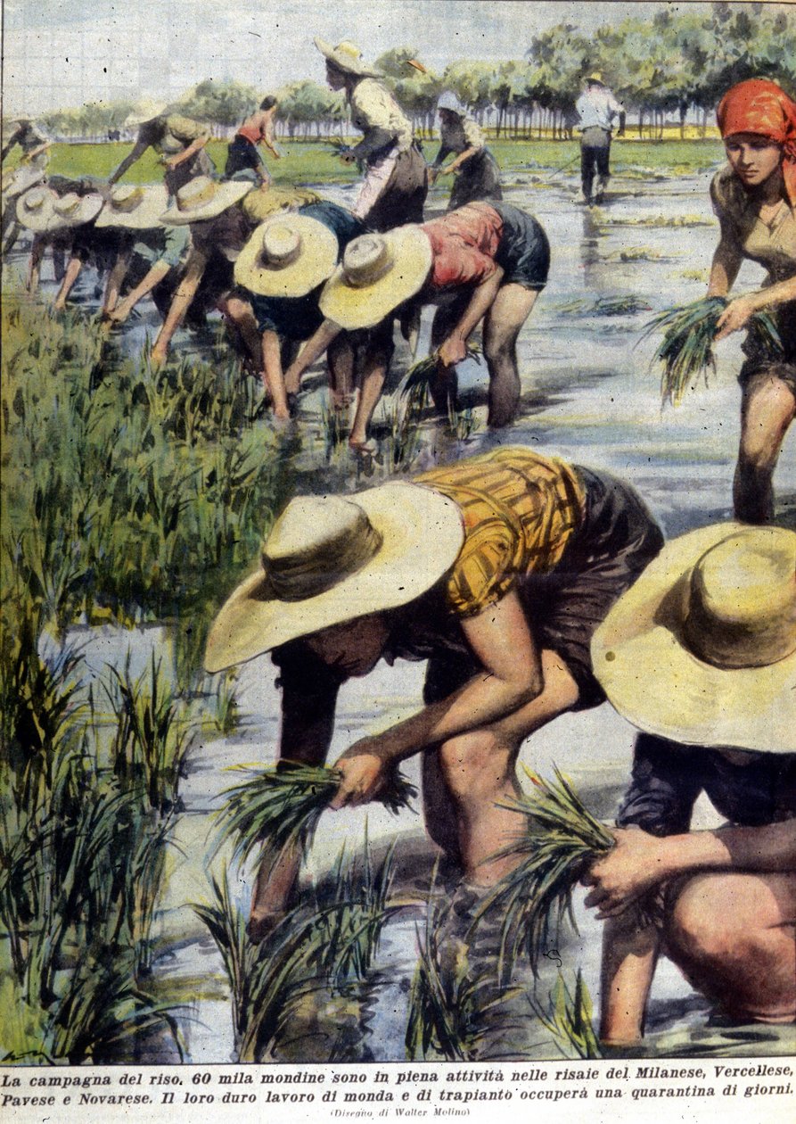 1954年，在米兰附近重新种植水稻。 作者 未知艺术家