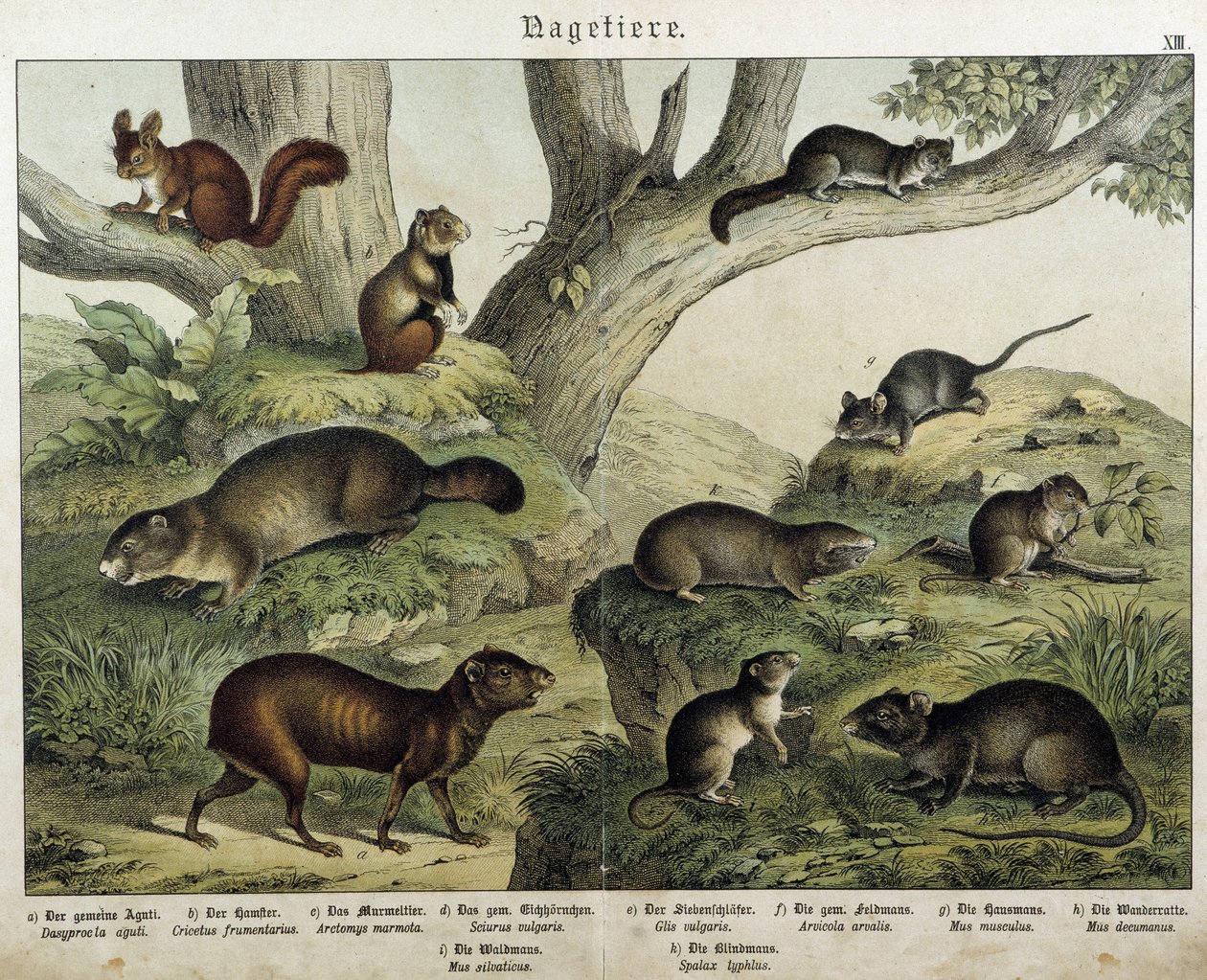 啮齿动物：松鼠...- 在 "Histoires naturelles des mammals"，编辑。施雷伯 作者 未知艺术家