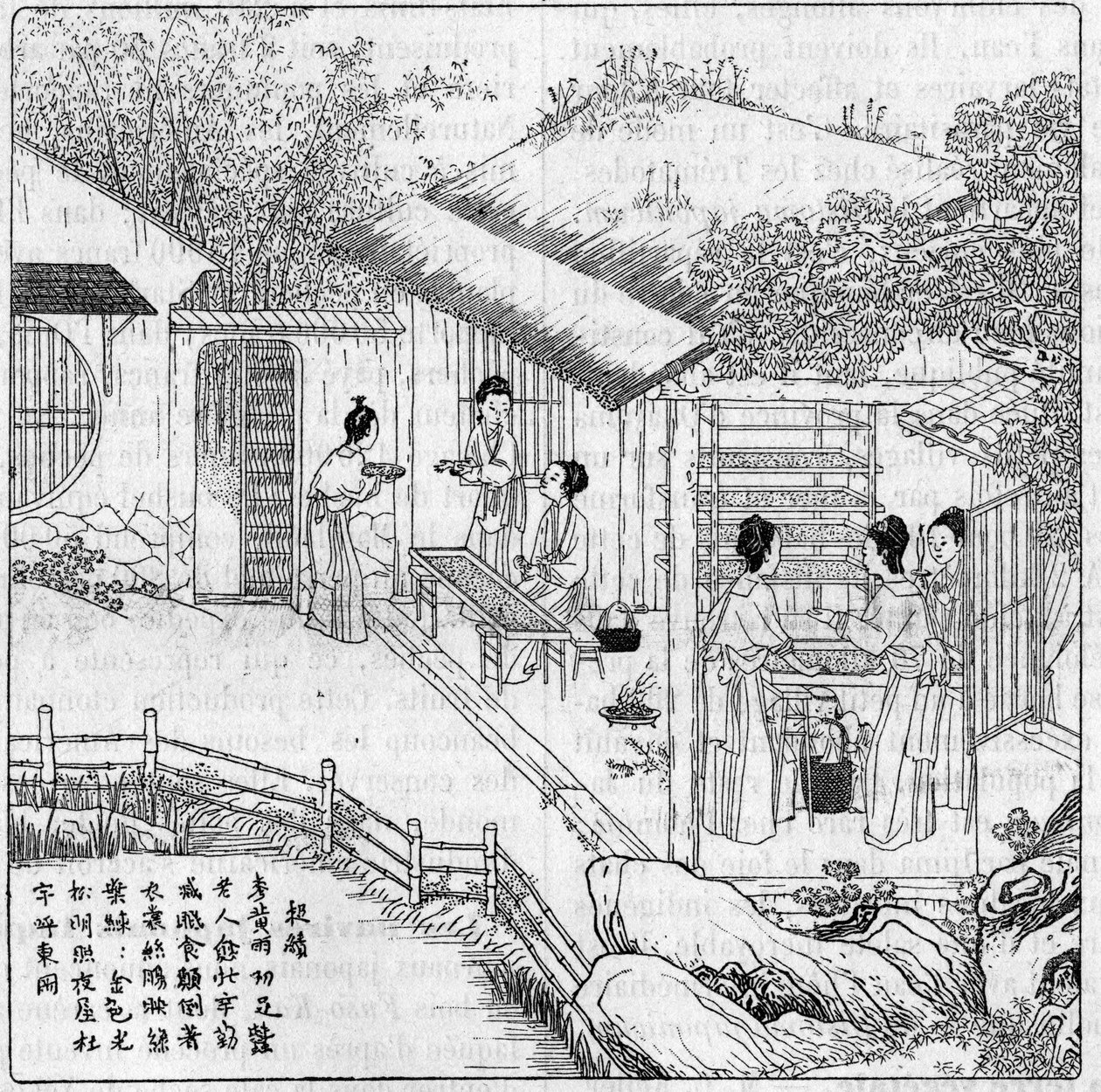 中国的丝绸和蚕。想纺纱的虫子的分离。1888年8月11日的《自然：科学与艺术和工业应用杂志》中的雕刻。 作者 未知艺术家