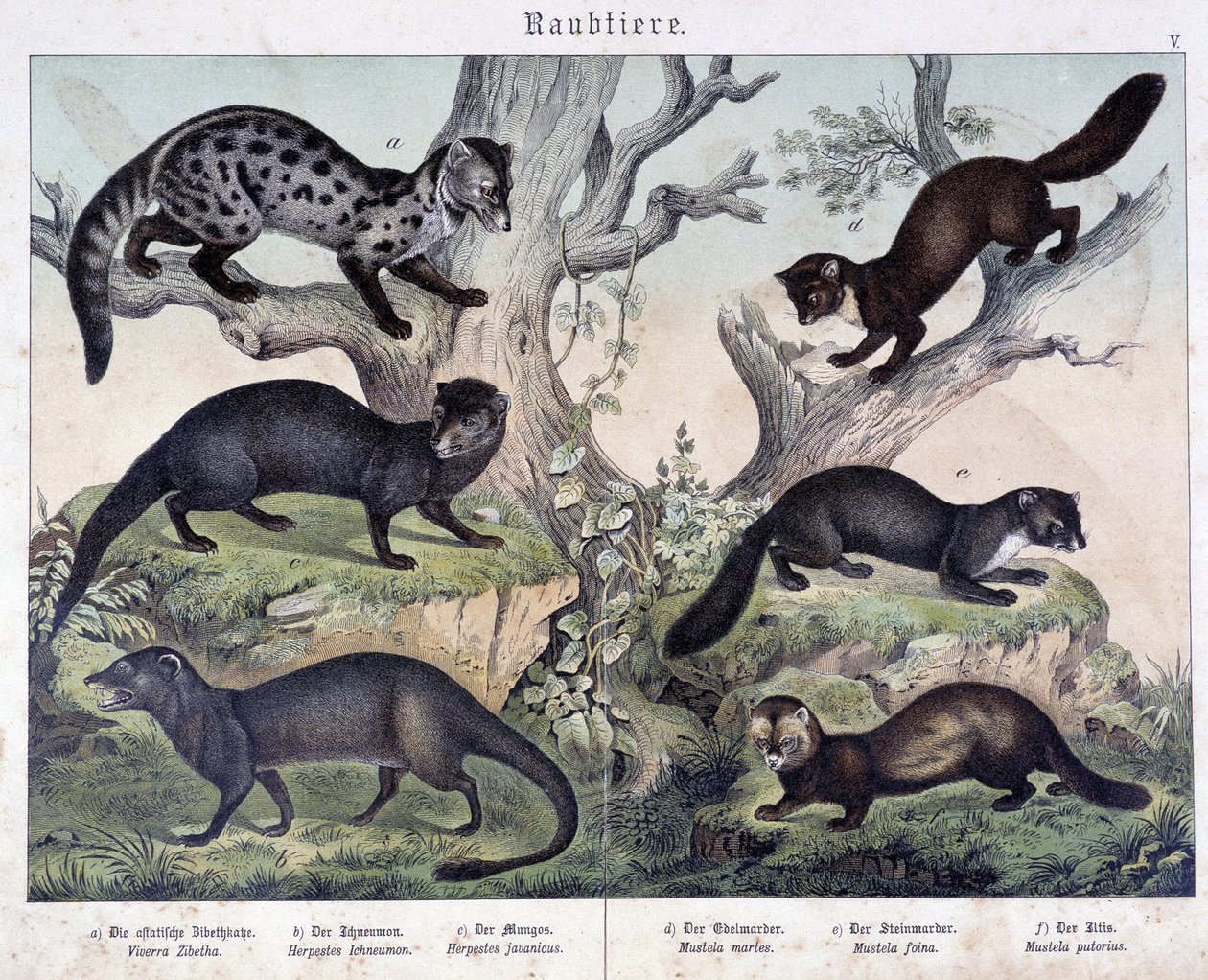 Small caruasiers. in “Histoires naturelles des mammals”, ed. Schreiber 作者 未知艺术家