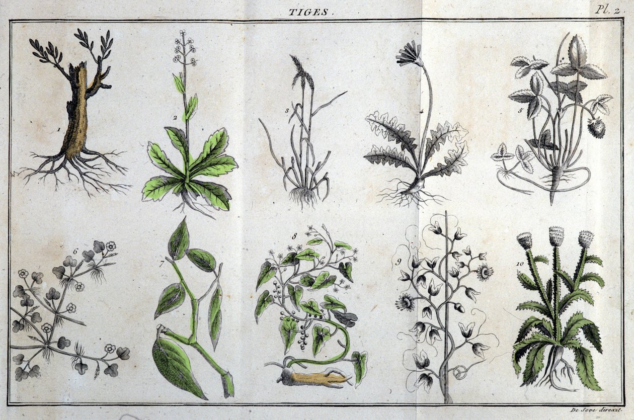 茎：在“弗洛拉·弗朗索瓦斯（Flora Françoise）或法国自然生长的所有植物的简要描述中，根据一种新的分析方法排列，引用它们在医学中最不明确的美德及其在艺术中的用途”” J 作者 未知艺术家