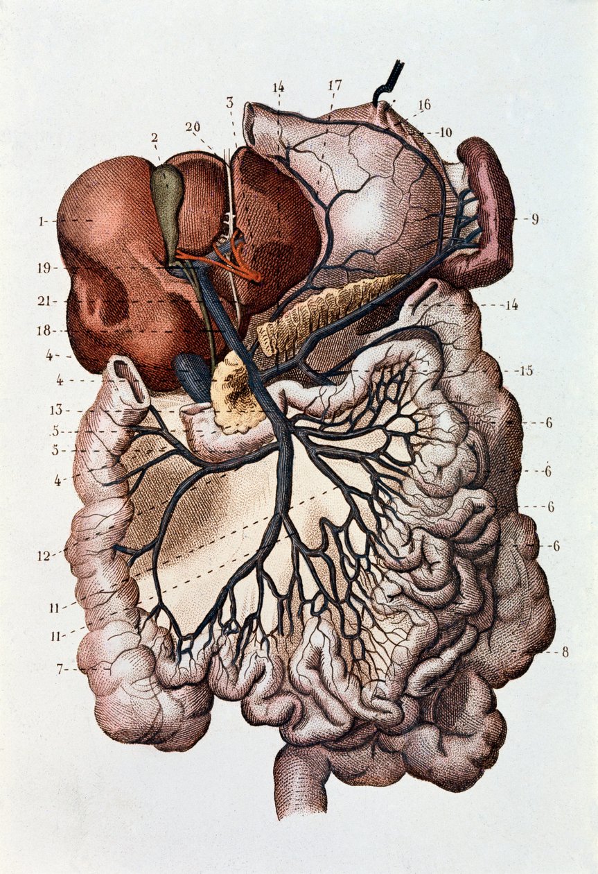 人脑、大脑半球和小脑的研究（雕刻 作者 未知艺术家
