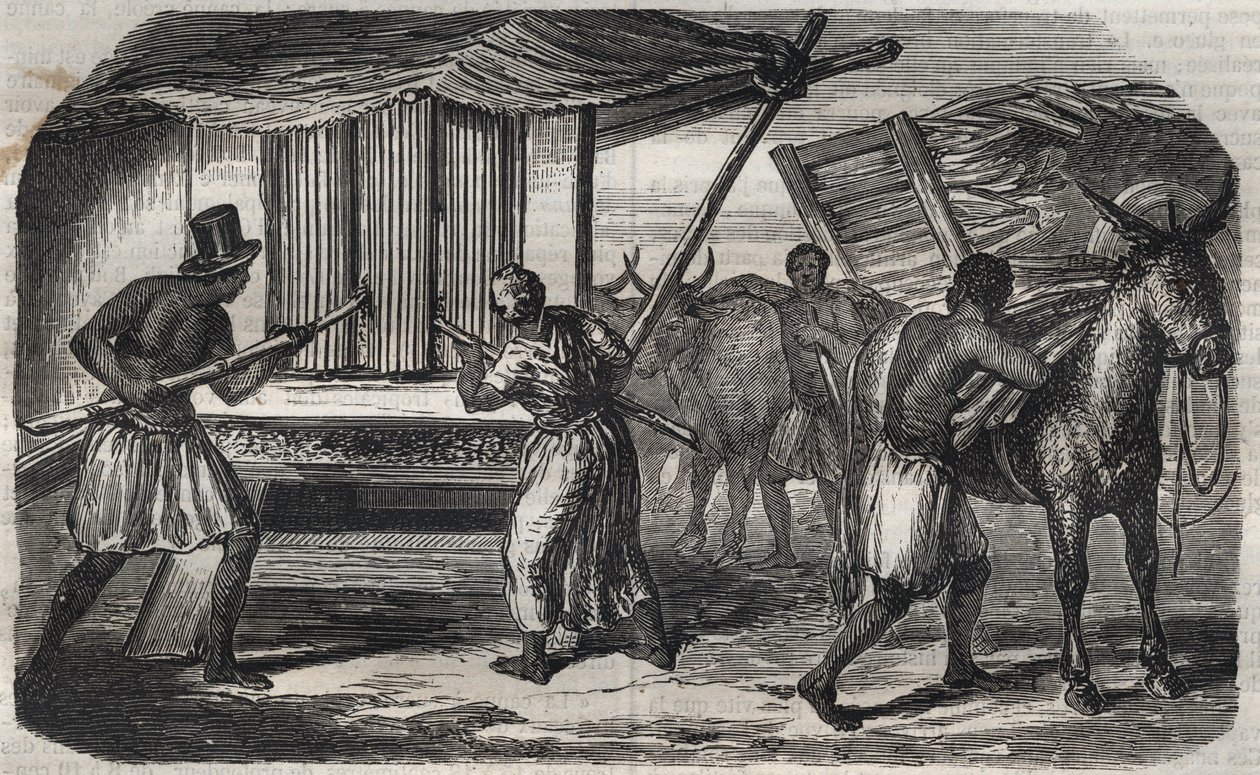 制糖业：西印度群岛的一家糖厂的甘蔗磨。1859年的雕版画。 作者 未知艺术家