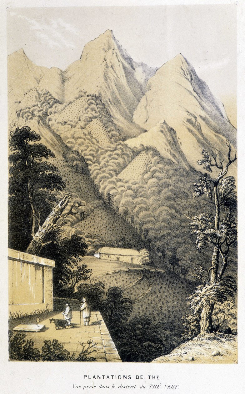 中国茶园：绿茶区景色，《财富》中国之旅 - 版画，未注明日期 作者 未知艺术家