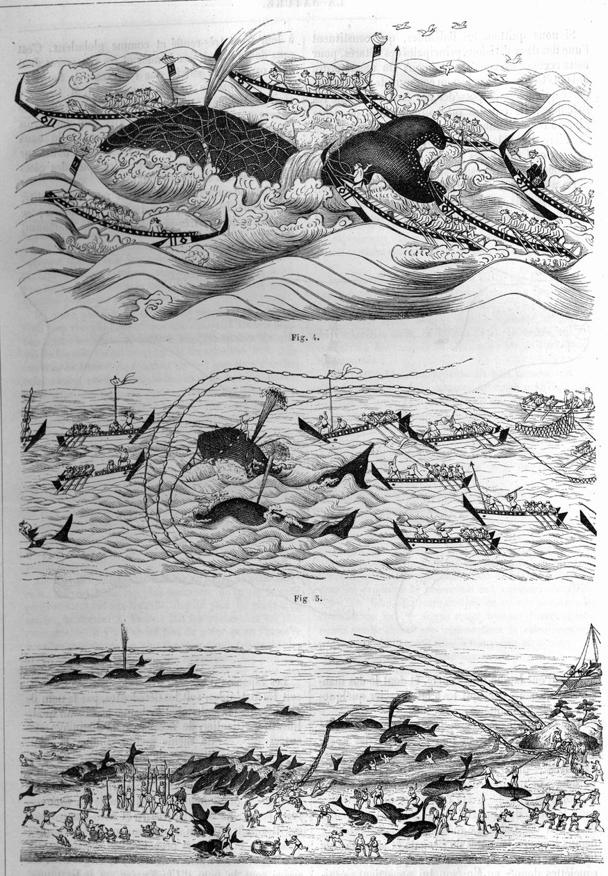 在日本捕捞该物种的技术。日本政府寄来的图纸样本。雕刻在1877年12月8日的 "La Nature: revue des sciences et de leurs applications aux arts et a l