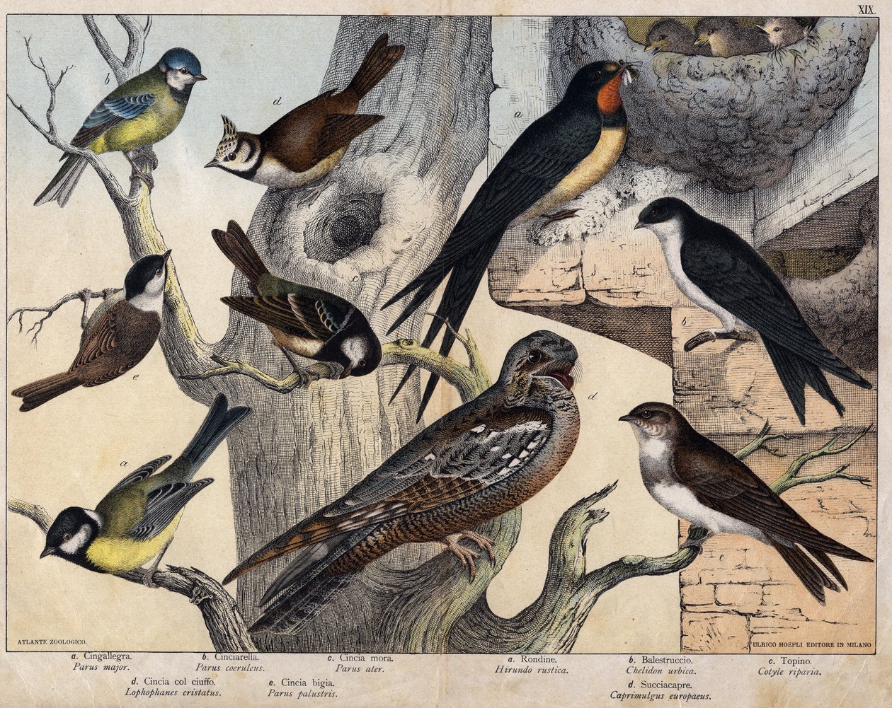 左边的5只鸟--a:燕子（Parus major），b: 蓝眼（Parus coreulus），c:黑毛（Parus ater）, d:黑眼（Lopophanes cristatus），e：黑眼（Parus palustris） 右边的4只鸟--a：乡村燕子（Hirondo rustica），b：燕子 作者 未知艺术家