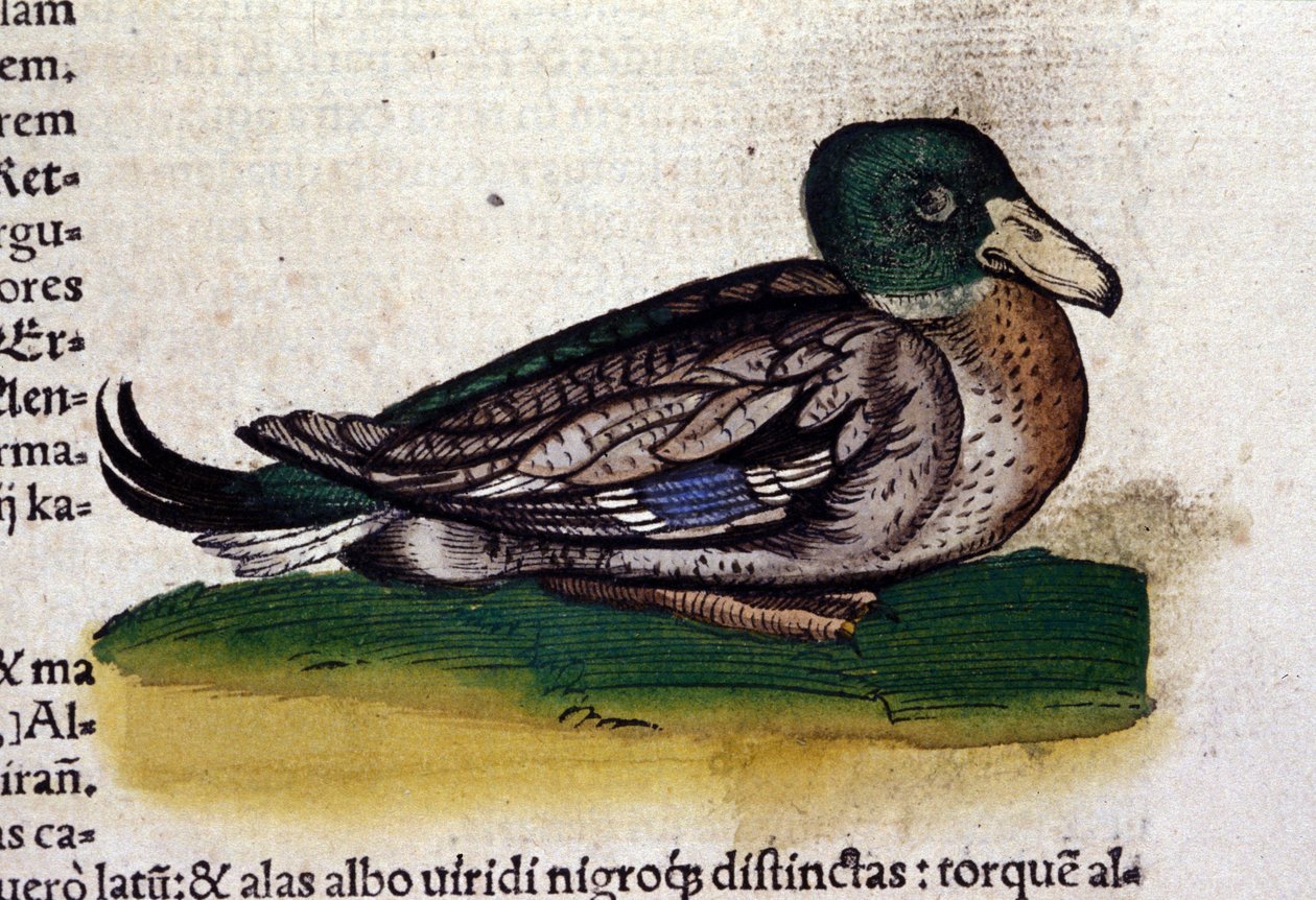 动物史上的哈林区 作者 Conrad Gesner (1516 - 1565)，苏黎世 作者 未知艺术家