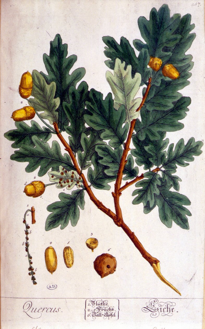 橡树 (Quercus) - 植物板 作者 未知艺术家