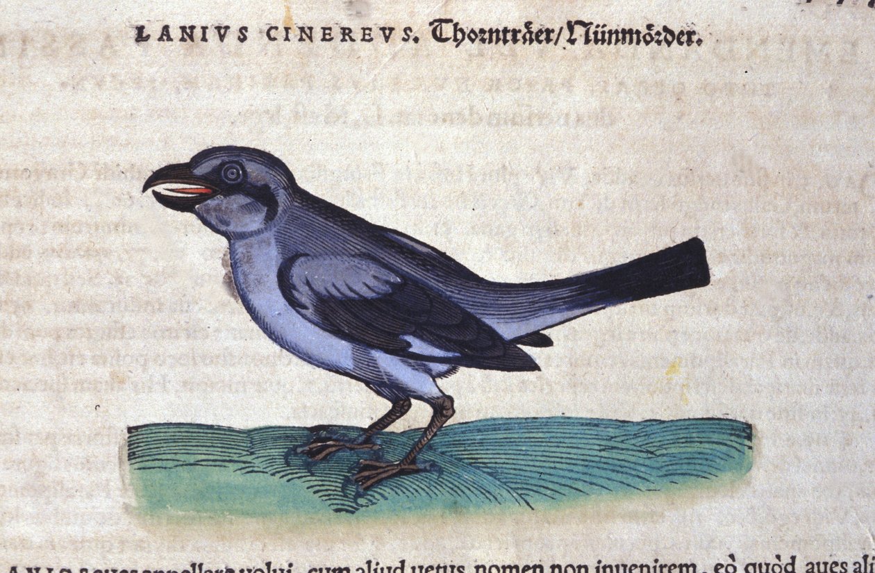 动物史上的伯劳鸟 Conrad Gesner (1516-1565)，苏黎世 作者 未知艺术家