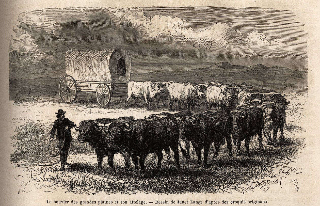 The big plains steer and its hitch. Engravure pour illustration le voyage au far west americain, by M. L. Simonin, in 1867, published in “Le tour du monde, nouveau journal des voyages””, edited by Edouard Charton 作者 未知艺术家