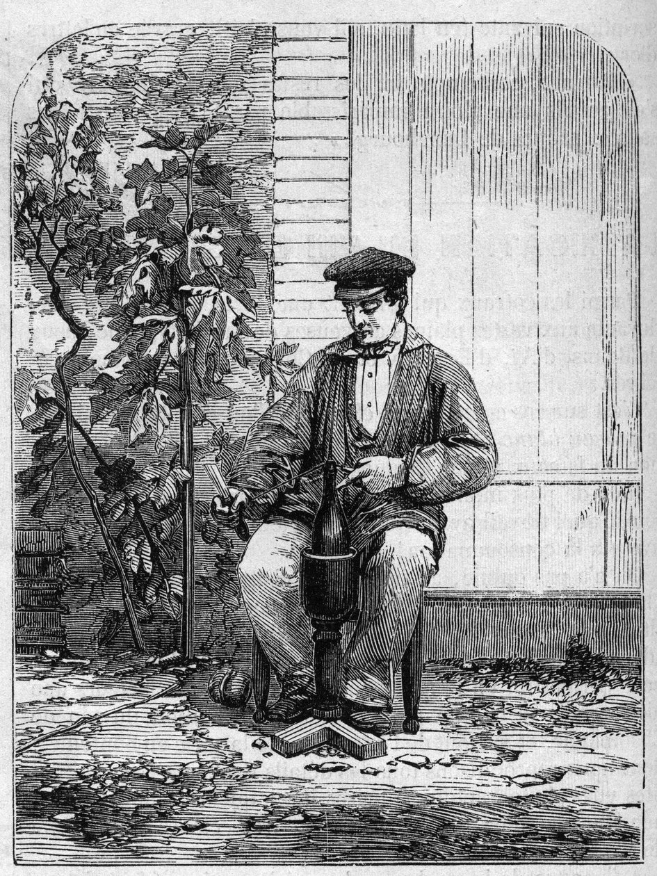 香槟酒的装瓶。1864年的雕版画。 作者 未知艺术家