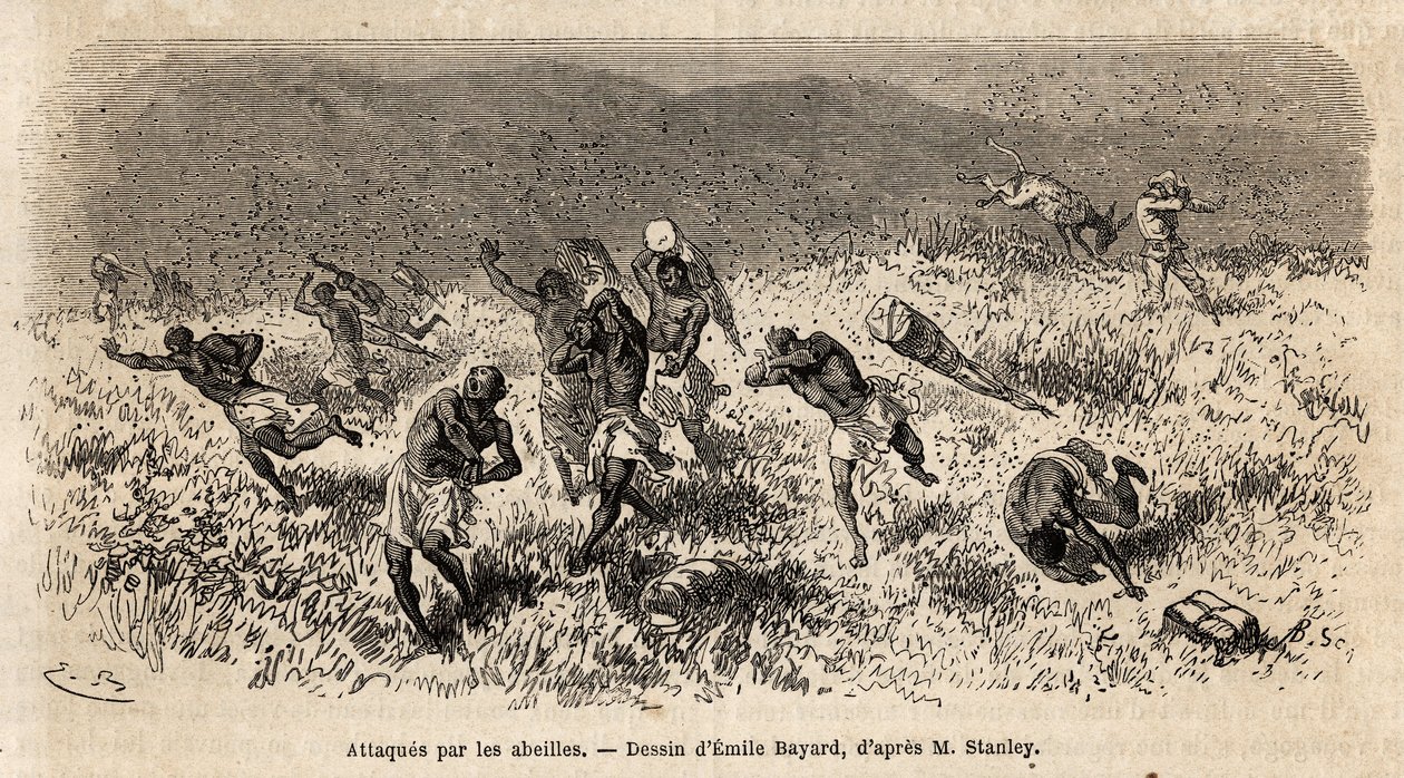 亨利·莫顿·斯坦利 (Henry Morton Stanley) 远征 (1841-1904) 在 Misonghi 公路（东非）上的大篷车遭到了一群蜜蜂的袭击。 雕刻说明在中非寻找利文斯通的航程，作者是亨利·斯坦利，他的通讯员 作者 未知艺术家