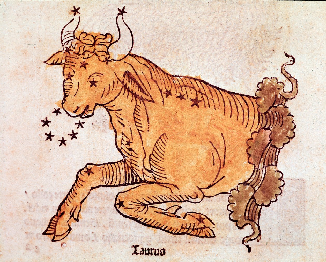 The constellation of the bull Detail comes from “” Poeticon astronomicon”” attributed to the Roman historian Hygin (Gaius Julius Hyginus) (1st century BC) (Bull constellation, from “” Poeticon astronomicon”” attributed to Hyginus (1st century BC)) 1482 Ven 作者 未知艺术家