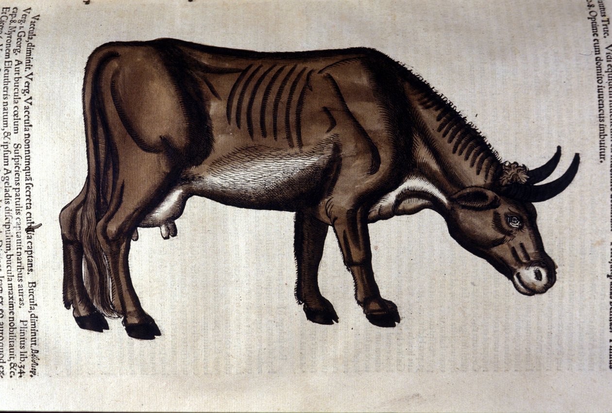 The cow after Historiae animalium by Konrad Gesner, Tiguri 作者 未知艺术家
