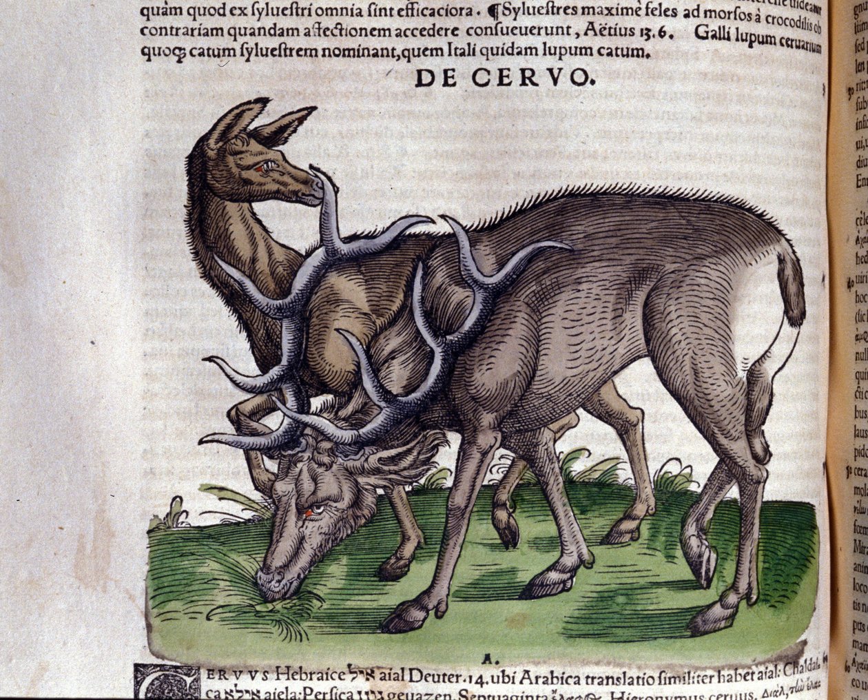 康拉德-格斯纳的Historiae animalium之后的鹿，蒂古里。 作者 未知艺术家