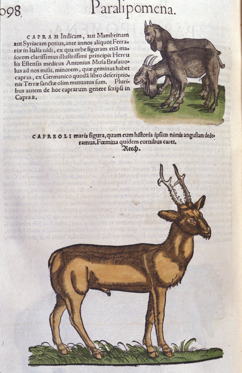 动物史上的鹿 作者 Conrad Gesner (1516 - 1565)，苏黎世 作者 未知艺术家