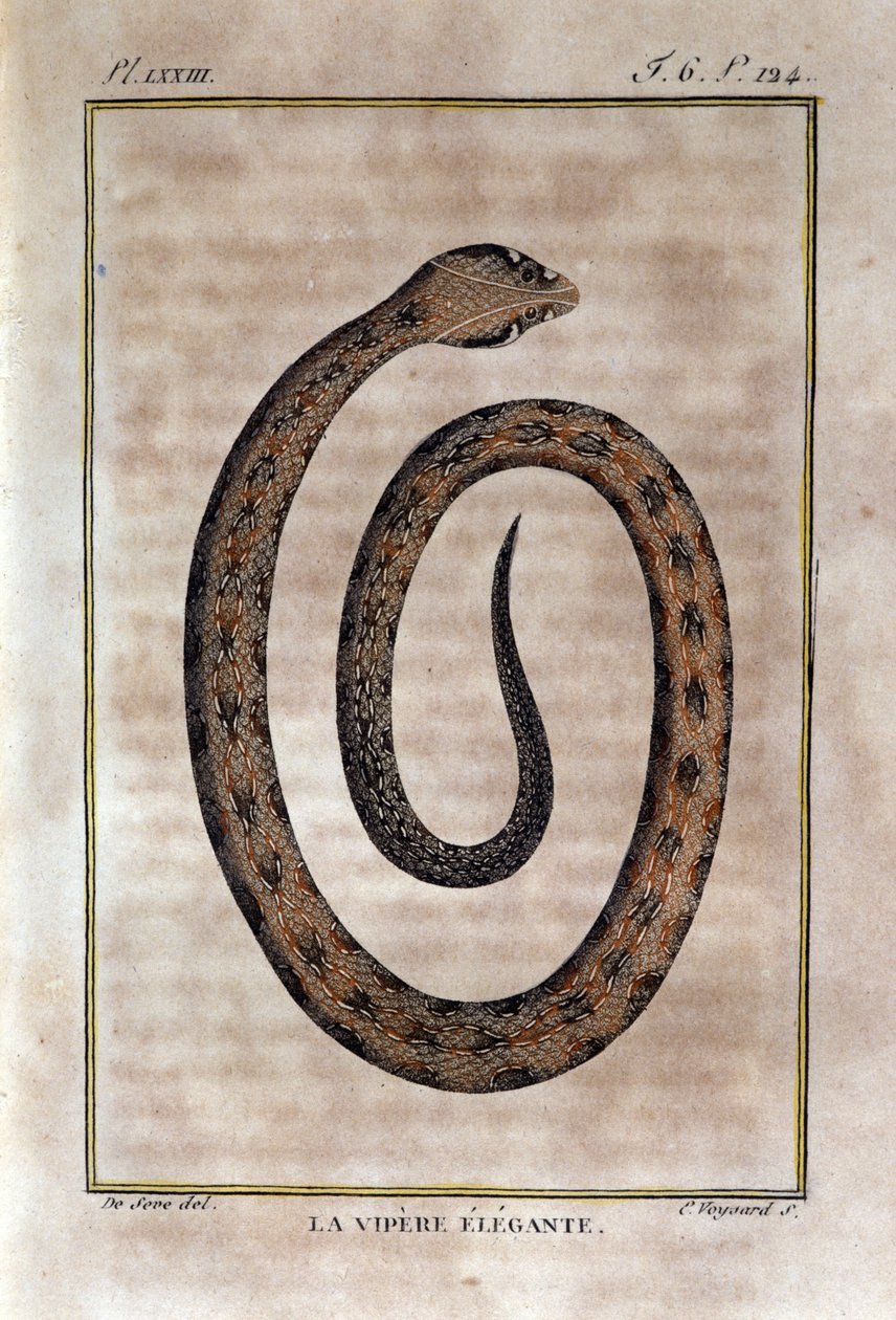 优雅的毒蛇。 博物学家乔治·路易斯·勒克莱尔 (Georges Louis Leclerc，布冯伯爵，1707 - 1788 年) 对“布冯作品”的自然历史背信弃义的图板。 19世纪 作者 未知艺术家