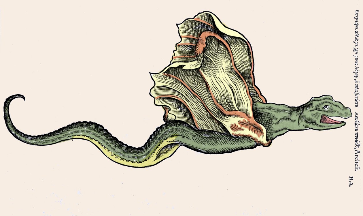The flying dragon Amphiptere (Amphithere or Amphitere or Amphipthere) Engraving in Historia Animalium by Conrad Gesner (1516 - 1565), Tiguri 作者 未知艺术家