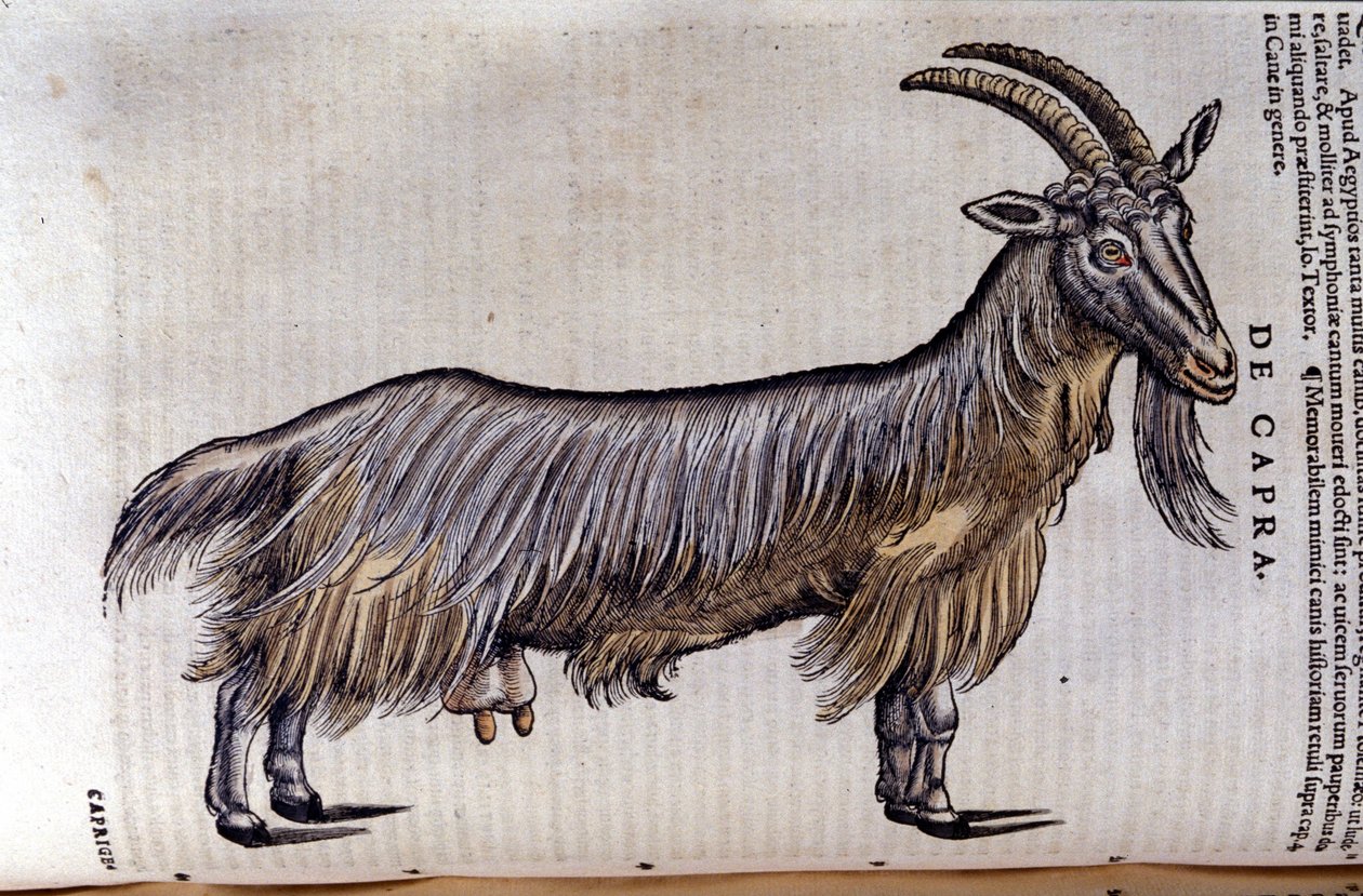 康拉德-格斯纳的Historiae animalium之后的山羊，蒂古里 作者 未知艺术家