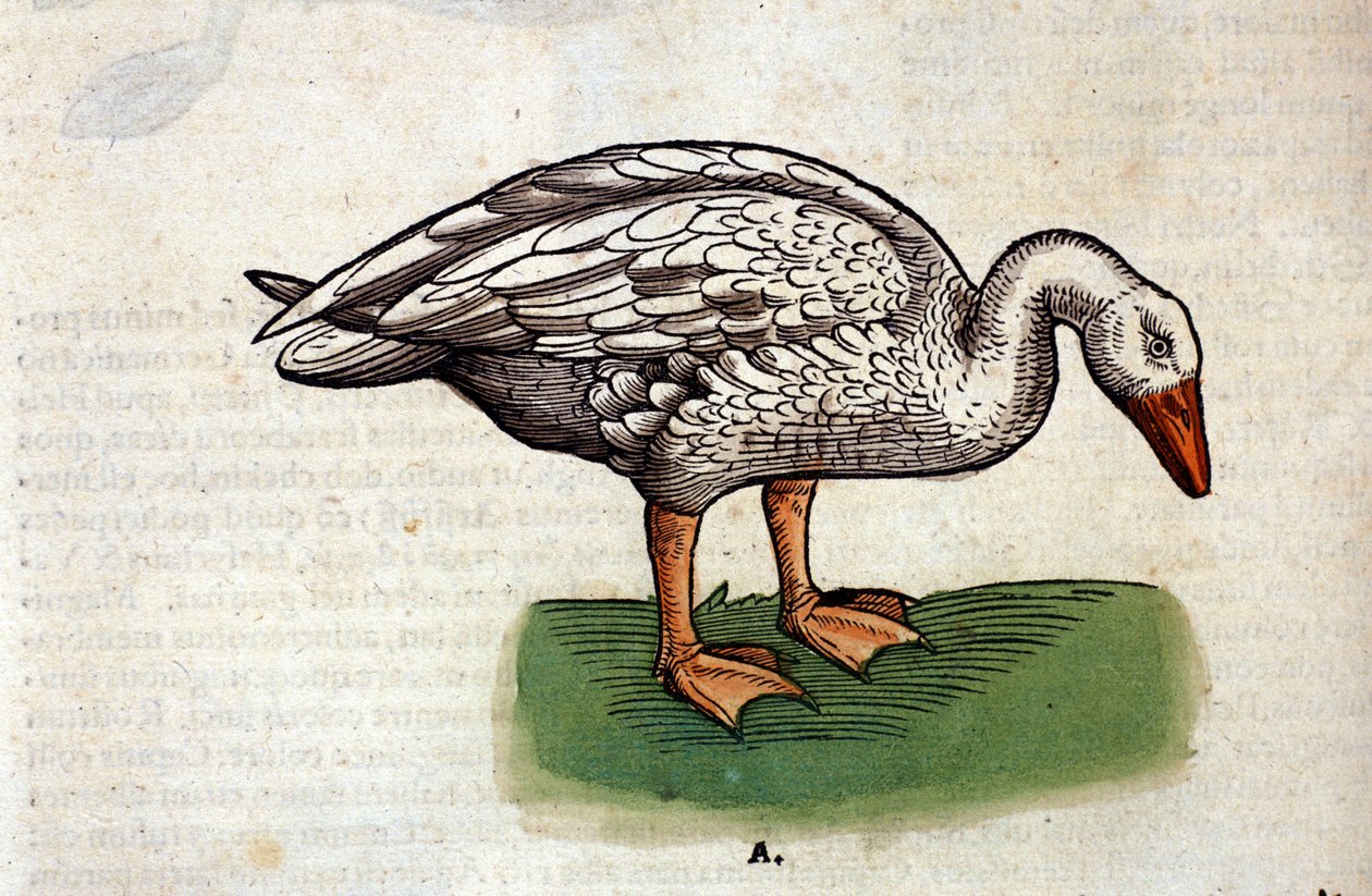 康拉德-格斯纳的《动物史》之后的鹅，蒂古里1560。Biblioteca nazionale Braidense.米兰 作者 未知艺术家