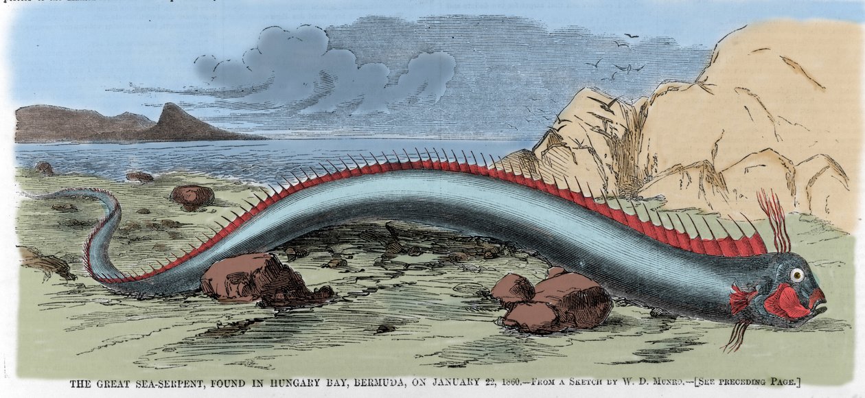 The great sea snake found in Hungary Bay in Bermuda on 22/01/1860. Illustration from “” Harper