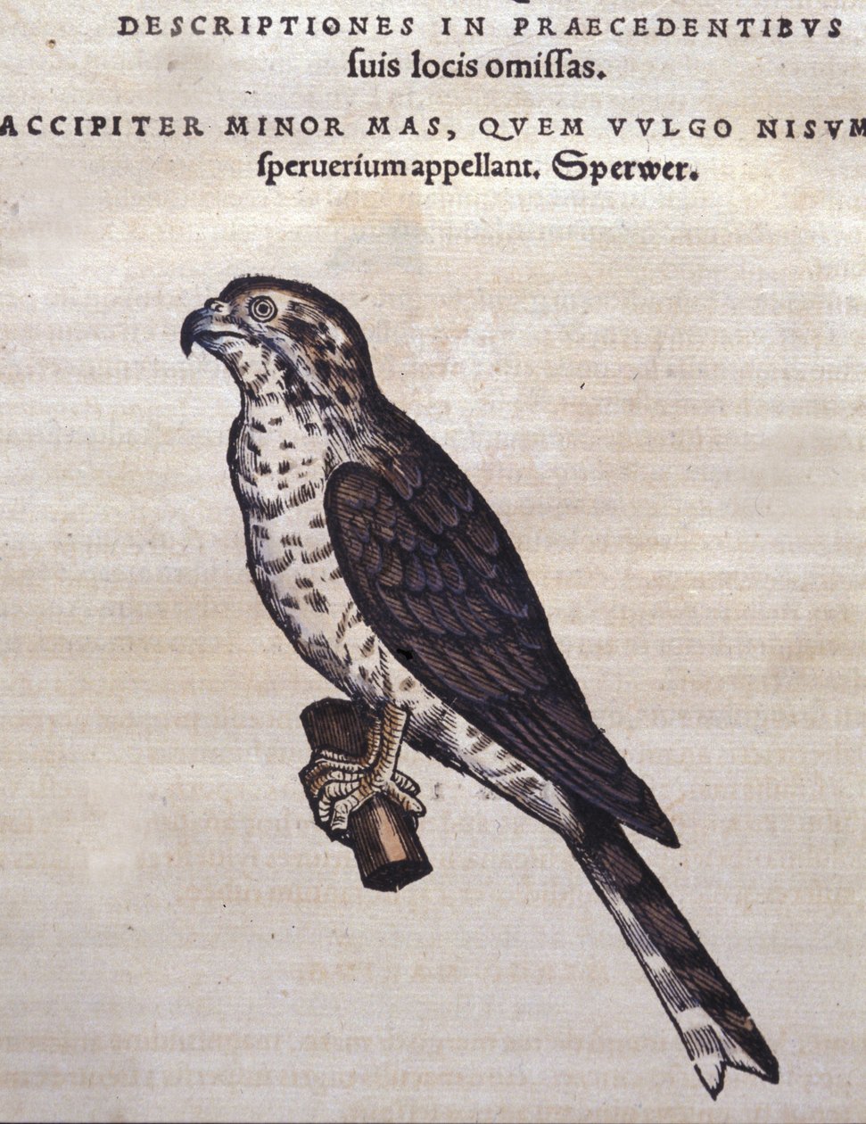 动物之后的鹰 Conrad Gesner 的历史，苏黎世 1560。位置 Nazionale Braidense。 米兰 作者 未知艺术家
