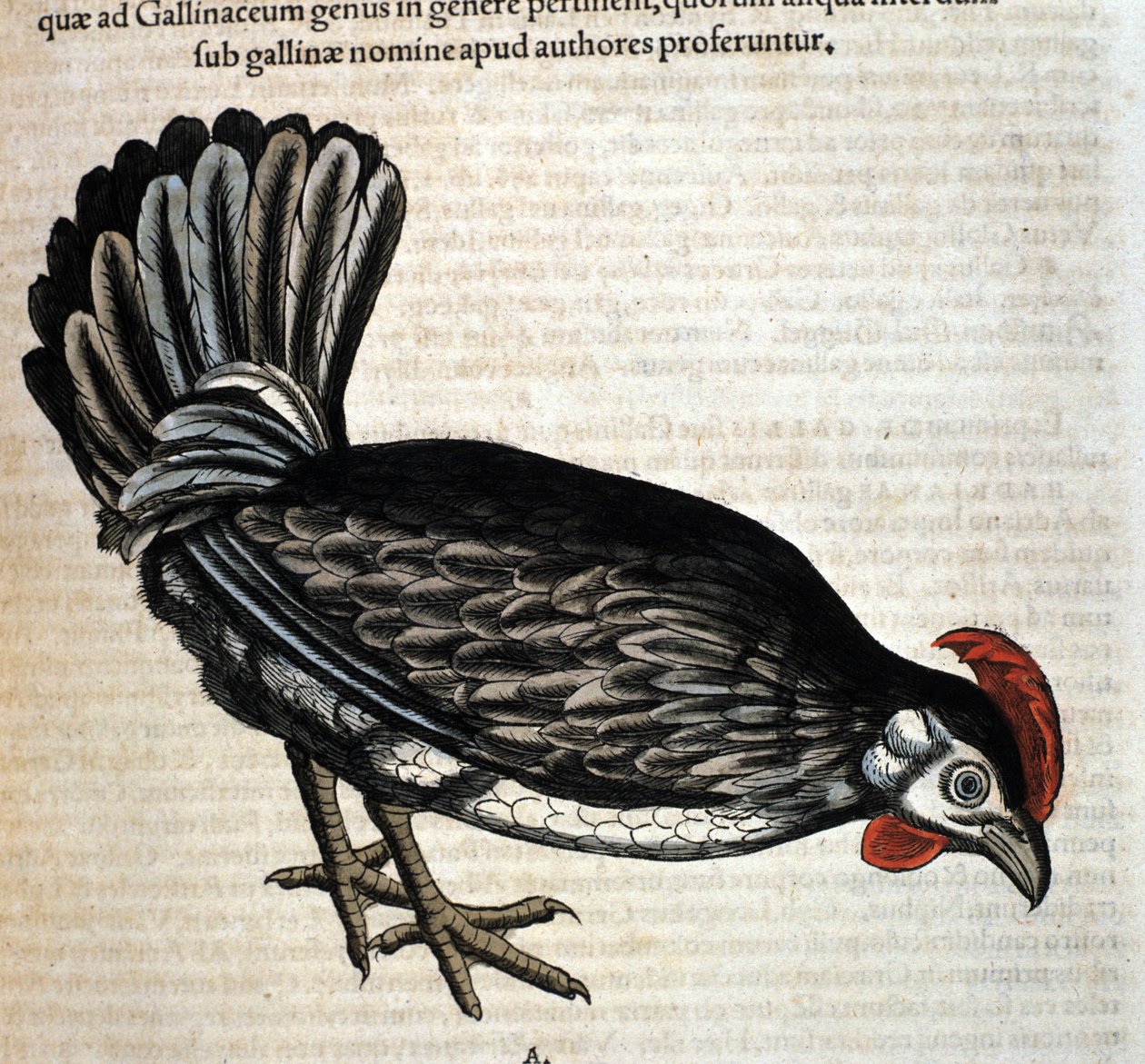 康拉德-格斯纳的《动物史》之后的母鸡，蒂古里1560。Biblioteca nazionale Braidense.米兰 作者 未知艺术家