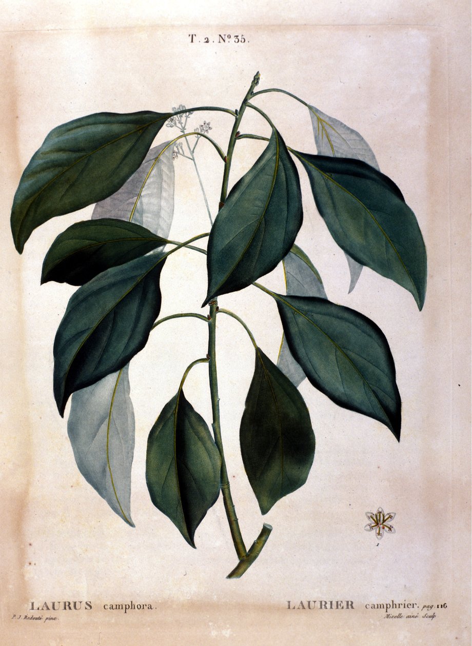 桂冠：樟脑。 19 世纪植物标本馆。 作者 未知艺术家