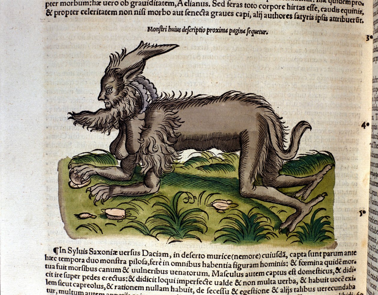 康拉德-格斯纳的《动物史》中的刺猬，蒂古里1560。Biblioteca nazionale Braidense.米兰 作者 未知艺术家