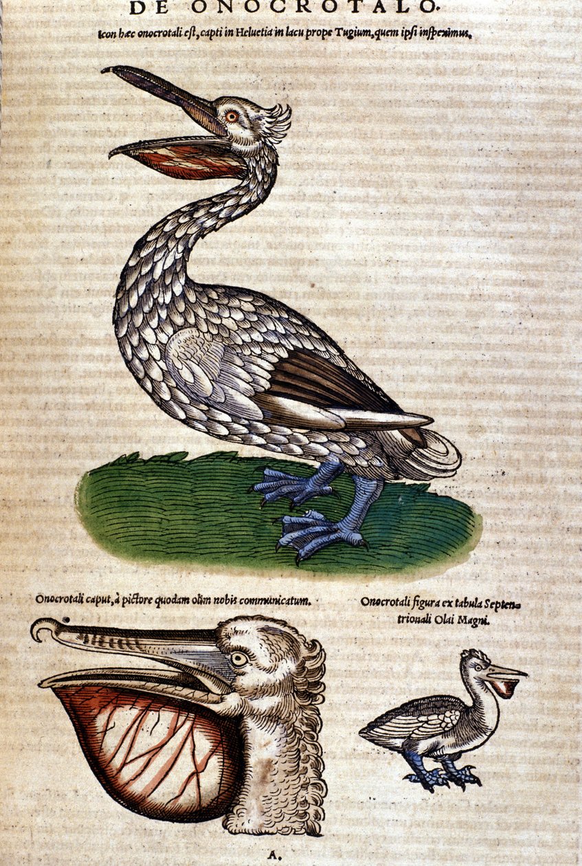 The pelican from “Historiae animalium” by Konrad Gesner, Tiguri 作者 未知艺术家