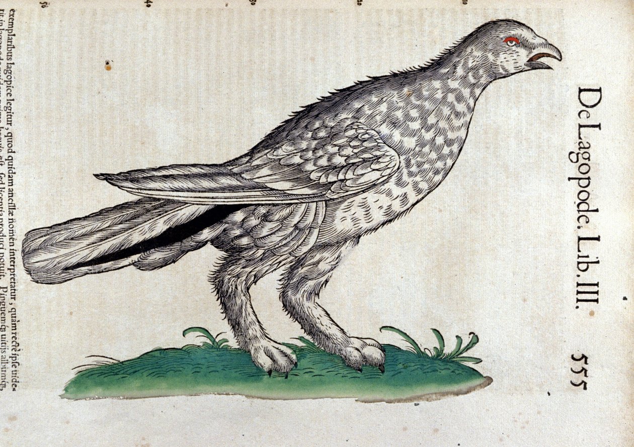 Conrad Gesner (1516 - 1565)，苏黎世的动物史上的雷鸟 作者 未知艺术家