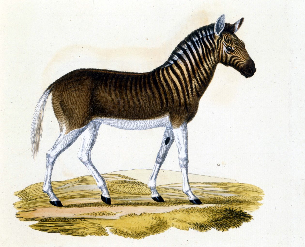 斑驴（couagga），一种在 1870 年左右消失的动物：它是一种接近马和斑马的哺乳动物，领口和头部有条纹。 雕刻自 19 世纪末。 作者 未知艺术家