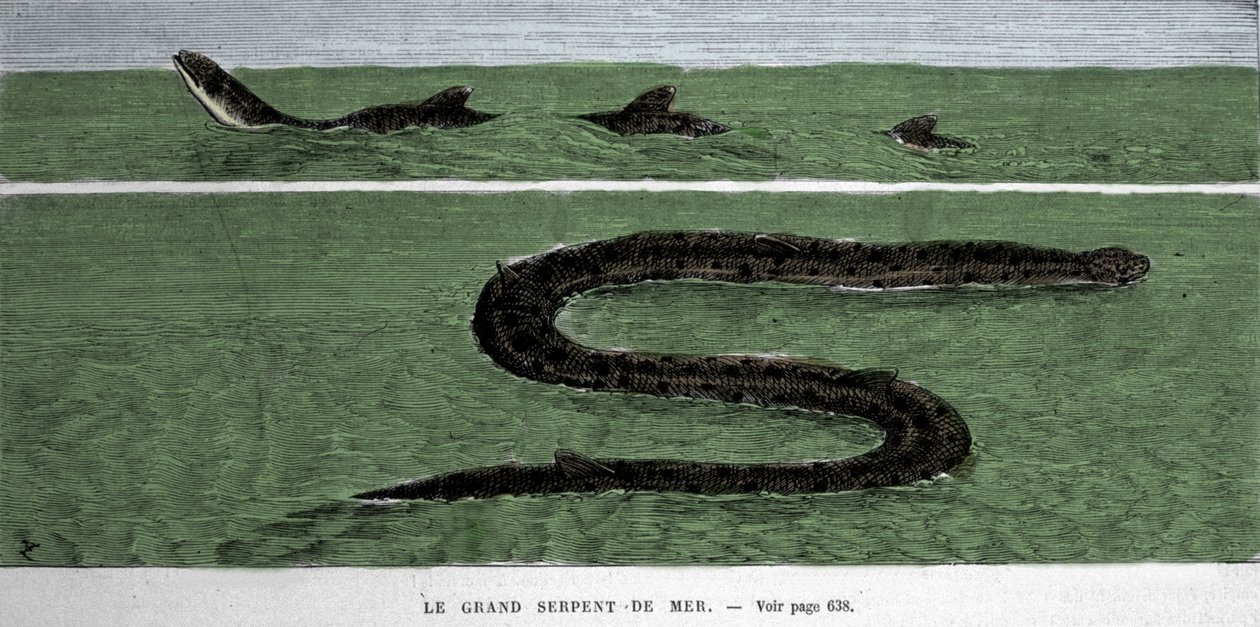 The sea snake observed in 1872 in the Meridional Atlantic. 作者 未知艺术家